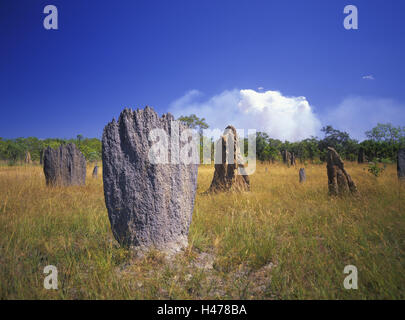 L'Australie, Territoire du Nord, de la région de Darwin, Litchfield Park, à l'échelle du pays termitières magnétiques, boussole et la colline de termite termite hill normal dans l'arrière-plan, Banque D'Images