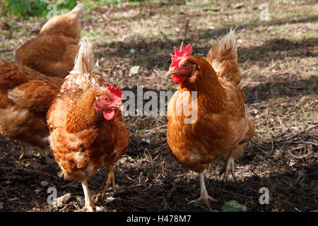 Poulets de sauvetage hybride Banque D'Images