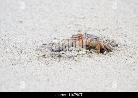 Petit crabe fantôme timide se cacher près de son trou sur une plage au Panama Banque D'Images