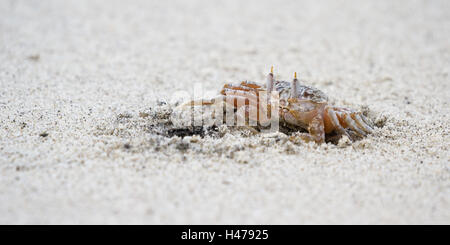 Petit crabe fantôme timide se cacher près de son trou sur une plage au Panama Banque D'Images