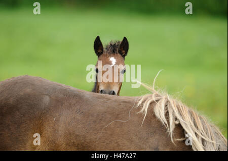 Poney Welsh, Poulain, portrait, tête, voir l'appareil photo, Banque D'Images