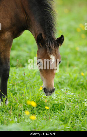 Poney Welsh, portrait, tête, Banque D'Images