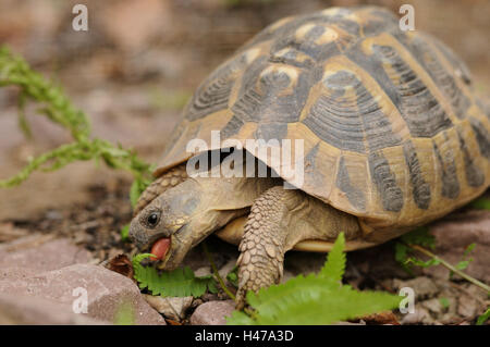 Tortue de terre grecque, Testudo hermanni, manger, Banque D'Images