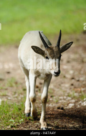 Antilope Addax nasomaculatus, Mende, jeune animal, head-on, voir l'appareil photo, Banque D'Images