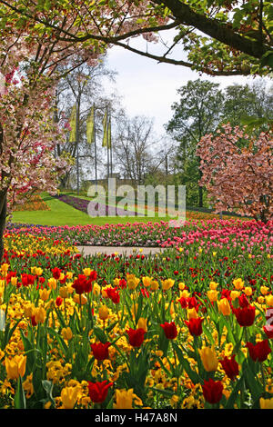 Allemagne, Mannheim, Baden-Wurttemberg, Luisenpark, printemps, floraison d'un arbre, fleurs tulipes, fleurs de printemps, Banque D'Images