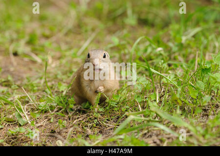 Spermophilus citellus Ziesel, européen, meadow, head-on, voir l'appareil photo, Banque D'Images