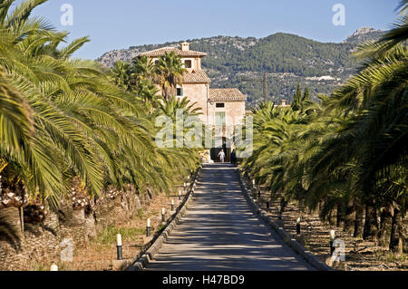 L'Espagne, les îles Baléares, Majorque, Finca, palmiers, Banque D'Images