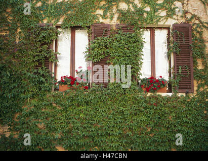 Façade de maison, fenêtre, détail, sauvages, incarnés, vin maison, façade, couverts, plante, plante grimpante, vin de feuilles, feuillage, l'herbe, plantation de façade, envahi par la végétation, sont des plantes ornementales, plantes de vigne, entwine eux-mêmes, à l'extérieur, Banque D'Images