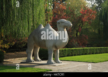 La Chine, les tombeaux des Ming, Ming-Shisan-Ling, de l'âme, Shendao, sculpture animale, camel, Asie, culture, art, nécropole, Shisanling, avenue, chemin, funérailles communes, tombe en pièces jointes, tombes impériales, vertical, l'esprit avenue, dynastie Ming, figure de pierre, sculpture sur pierre, sculpture de chameau, sculptures, animaux, sculpture, historiquement, parc, point d'intérêt, l'héritage culturel mondial de l'UNESCO, Banque D'Images