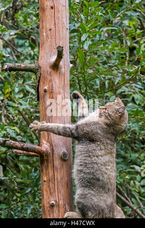 Chat Sauvage Européen (Felis silvestris silvestris) randonnées en forêt à l'arbre Banque D'Images