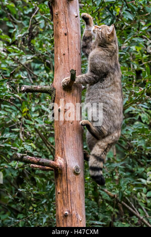 Chat Sauvage Européen (Felis silvestris silvestris) randonnées en forêt à l'arbre Banque D'Images