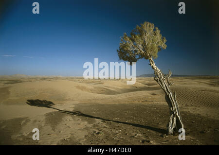 La Mongolie, le désert de Gobi,, arbre, dunes, lumière du soir, en Asie, en Asie centrale, en Asie centrale, désert de sable, sable, dunes de sable, chaleur, sécheresse, sécheresse, paysage, paysage, paysage de dunes sauvages, la largeur, la distance à la solitude, plantes, plantes sauvages, individuellement, de travers, noueux Banque D'Images