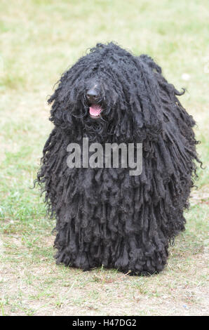 Shaggy dog puli noir avec beaucoup de fourrure. Banque D'Images