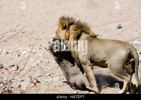 L'Afrique, la Namibie, Etosha National Park, lion, proie, cochon, papille Banque D'Images