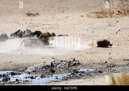 L'Afrique, la Namibie, Etosha National Park, lion, Hunt, cochon, papille Banque D'Images