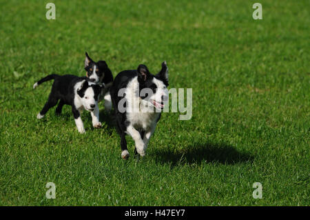 De Border Collie, l'écrou avec les chiots, exécuter, head-on, Banque D'Images