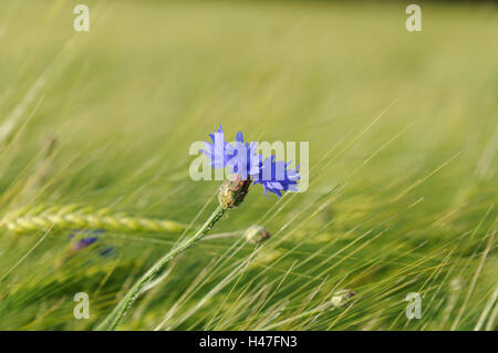 Bleuet, Centaurea cyanus, champ de céréales, de l'Allemagne, Banque D'Images
