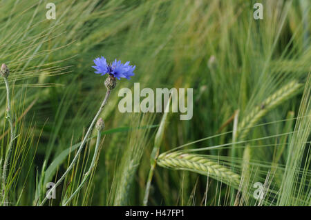 Bleuet, Centaurea cyanus, champ de céréales, de l'Allemagne, Banque D'Images