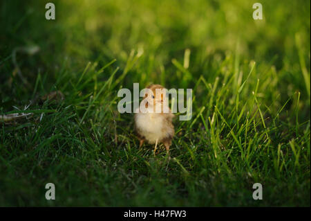 Poulet, Gallus gallus domesticus, Poussin, vue de face, debout, pré, Banque D'Images