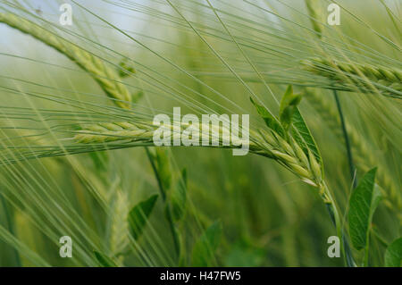 L'orge, Hordeum vulgare, champ d'orge, les oreilles, l'Allemagne, Banque D'Images