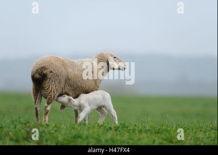 Les moutons domestiques, Ovis orientalis bélier, animal mère avec de l'agneau, vue de côté, debout, Banque D'Images