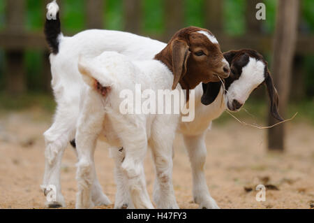 Chèvres Boer, les jeunes animaux, vue de côté, debout, looking at camera, Banque D'Images