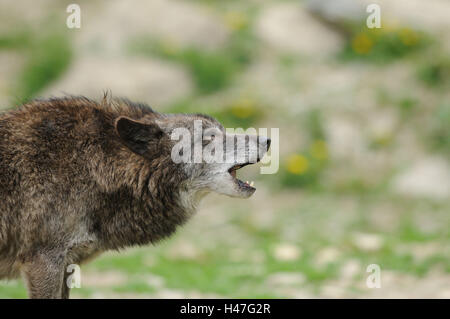 Eastern Timber Wolf, Canis lupus lycaon, demi-portrait, vue de côté, la bouche, ouverte, Banque D'Images