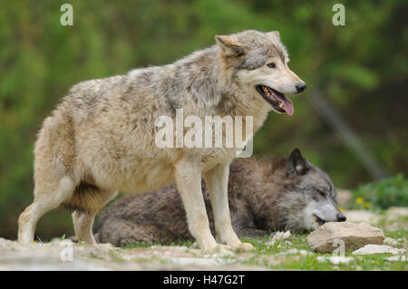 Bois de l'est le loup, Canis lupus lycaon, prairie, vue latérale, Banque D'Images