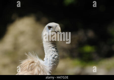 L'oie, Gyps fulvus, portrait, vue latérale, vue sur l'appareil photo, point sur le premier plan, Banque D'Images