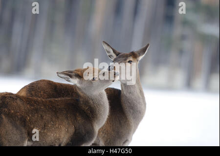 Red Deer (Cervus elaphus, femelles, câlins, neige, hiver, Banque D'Images