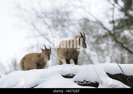 Bouquetins des Alpes, Capra ibex, les jeunes animaux, de face, debout, Banque D'Images