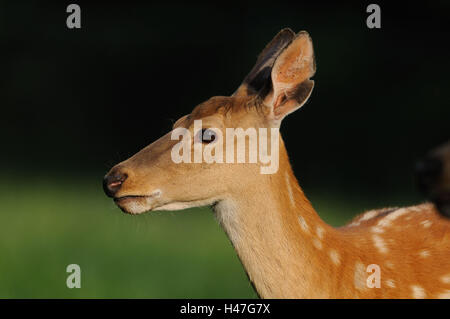 Dybowski deer, Cervus nippon dybowskii, femelles, demi-portrait, side view, point sur le premier plan, Banque D'Images