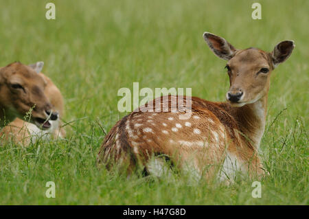 Le daim, Cervus dama, femme, prairie, vue de côté, le mensonge, Looking at camera, point sur le premier plan, Banque D'Images