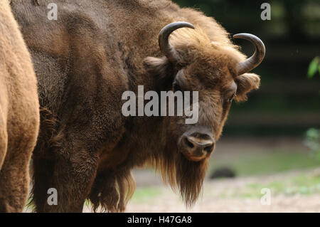 Bison d'Europe, le bison bonasus, portrait, vue de face, Looking at camera, point sur le premier plan, Banque D'Images