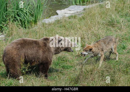 L'ours brun européen, Ursus arctos arctos, le loup, Canis lupus, vue de côté, debout, découvrant les dents, Banque D'Images