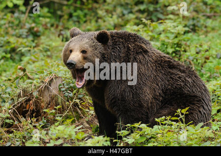 L'ours brun européen, Ursus arctos arctos, vue de côté, assis, bâillements, looking at camera, Banque D'Images