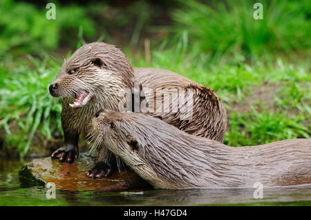 La loutre eurasienne, Lutra lutra, rock, de l'eau, port, vue de côté, debout, sifflant, Banque D'Images