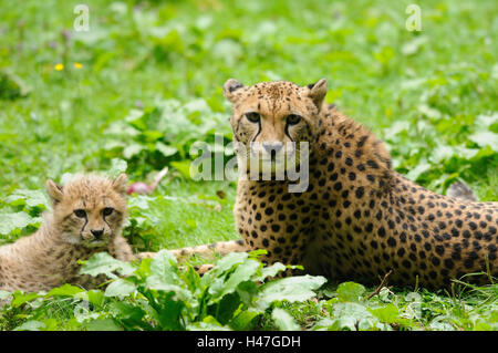 Le guépard, Acinonyx jubatus, mère avec de jeunes animaux, prairie, vue de côté, le mensonge, looking at camera, Banque D'Images