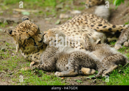 Le guépard, Acinonyx jubatus, mère avec de jeunes animaux, prairie, vue de côté, le mensonge, Banque D'Images