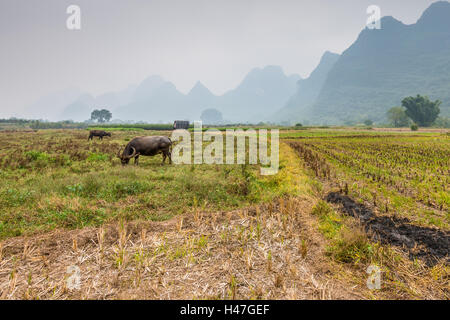 Domaine agricole après la récolte et le pâturage de bétail en temps de pluie près de Yangshuo, Chine Banque D'Images