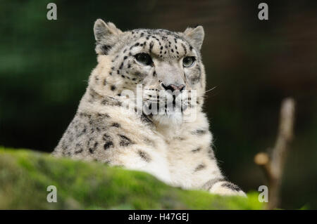 Snow Leopard, Uncia uncia, portrait, rock, head-on, mensonge, Banque D'Images