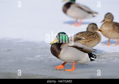 Canard colvert, Anas platyrhynchos, Drake, glace, vue de côté, la course, Banque D'Images