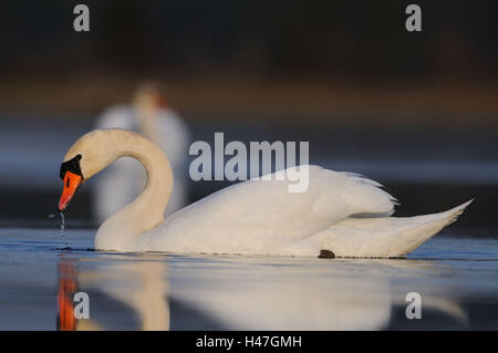 Hump, Swan Cygnus olor, surface de l'eau, vue latérale, nager, Banque D'Images