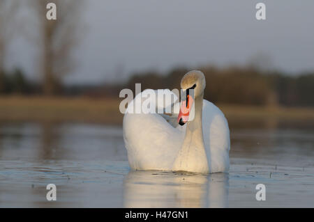 Hump, Swan Cygnus olor, surface de l'eau, de front, nager, Banque D'Images