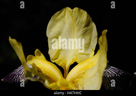 Iris iris allemand, nibelungen, blossom, Allemagne, Banque D'Images