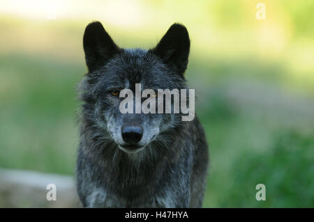 Eastern Timber Wolf, Canis lupus lycaon, portrait, frontale, à la recherche de l'appareil photo, Banque D'Images