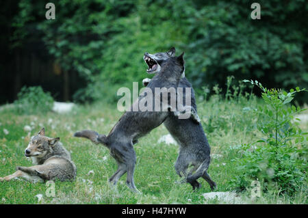 Bois de l'est le loup, Canis lupus lycaon, prairie, vue latérale, pattes, debout, combats, Banque D'Images