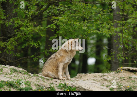 Eastern Timber Wolf, Canis lupus lycaon, bord de la forêt, vue de côté, assis, Banque D'Images