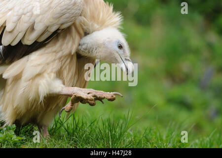 Vautour fauve Gyps fulvus, moitié, portrait, vue de côté, assis, à l'éraflure, Looking at camera, point sur le premier plan, Banque D'Images