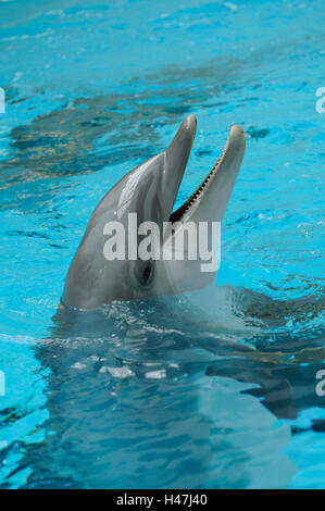 Grand dauphin commun, Tursiops truncatus, portrait, l'eau, vue latérale, point sur le premier plan, Banque D'Images